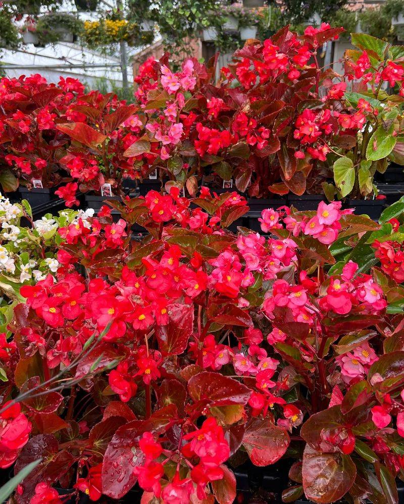 Begonia 'Big Red'