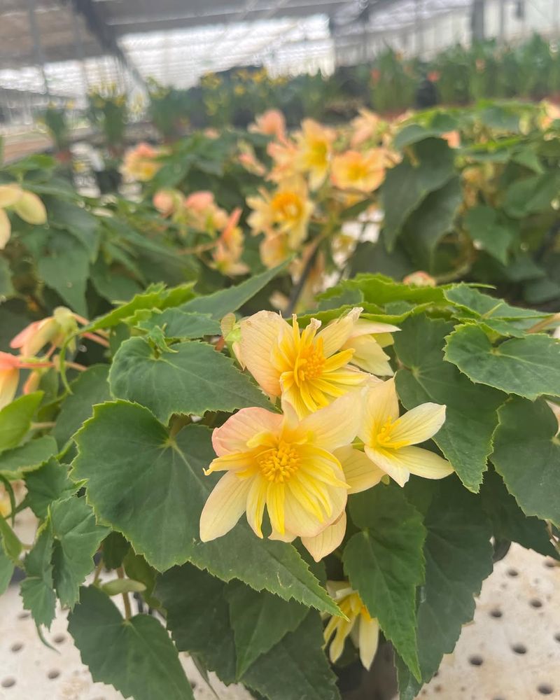 Begonia 'Mistral Yellow'