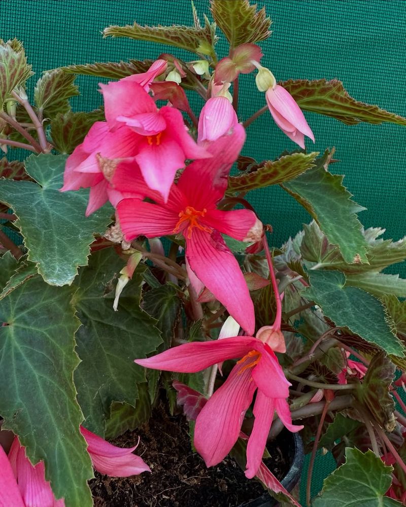 Begonia 'Bossa Nova'