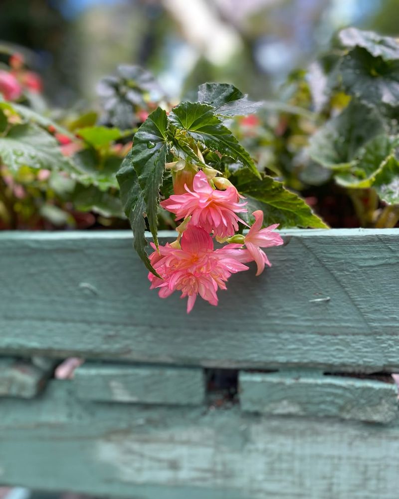 Begonia 'Funky Pink'