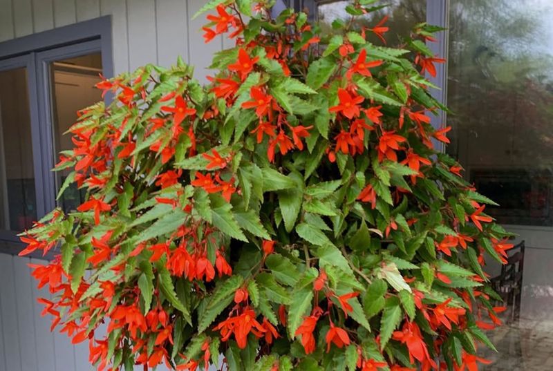 Begonia 'Santa Cruz'