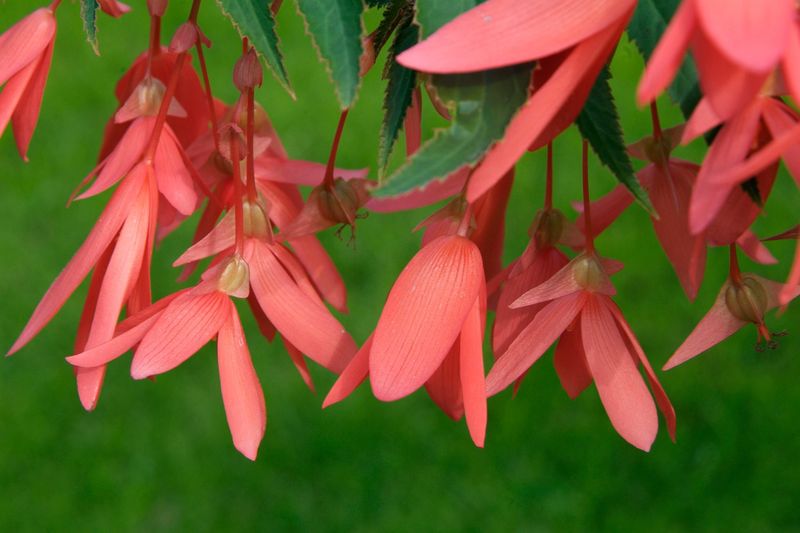 Begonia 'Million Kisses Devotion'