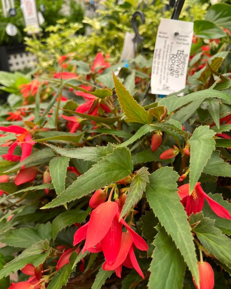 Begonia 'Waterfall Encanto'