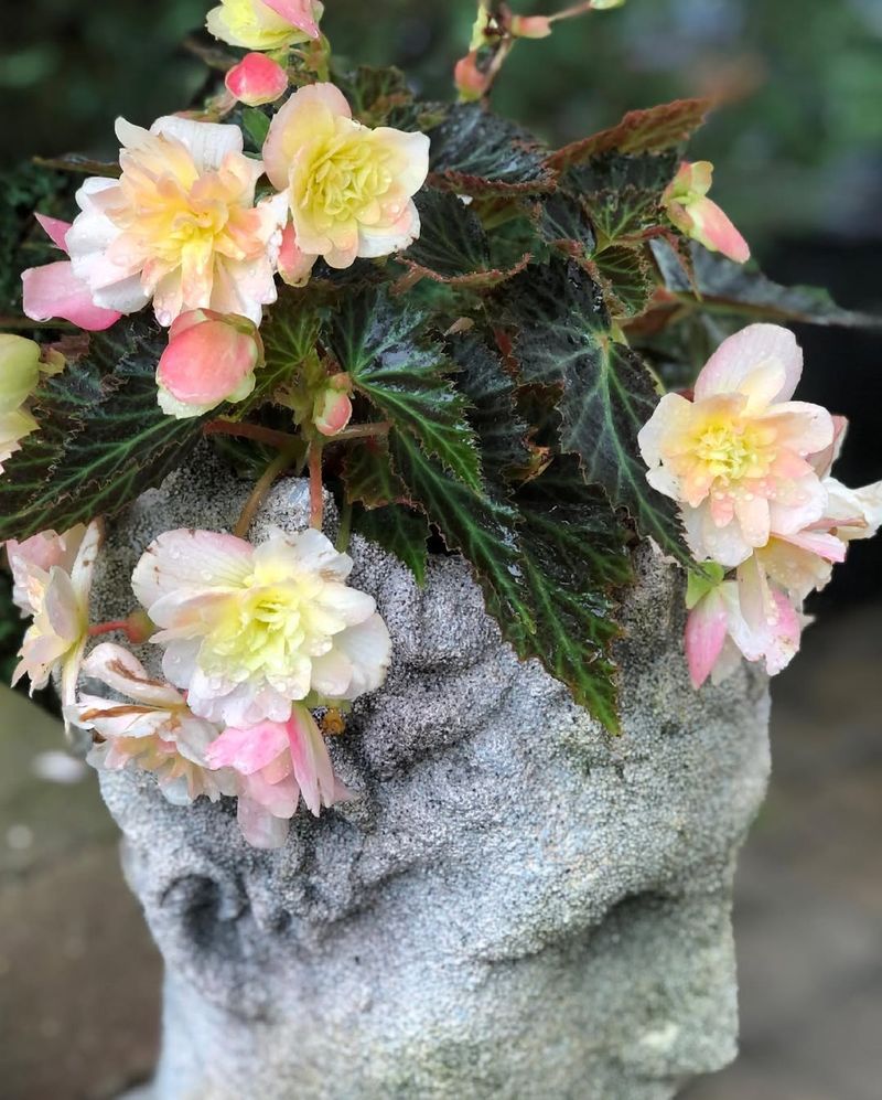 Begonia 'Lemon Star'