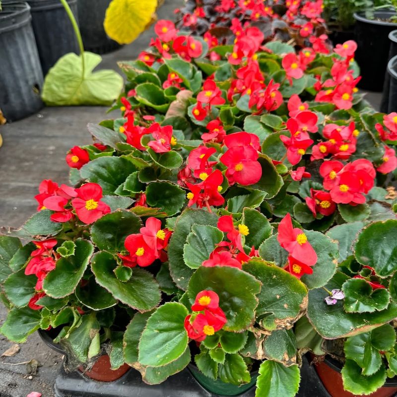 Begonia 'Super Olympia'