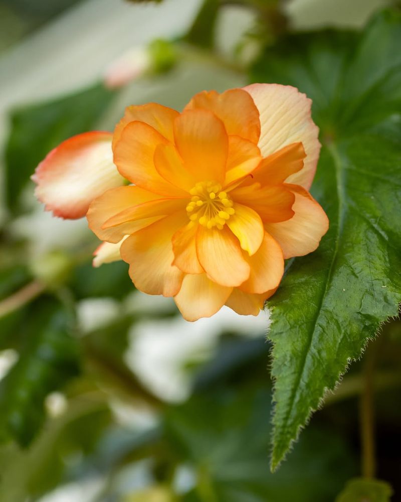 Begonia 'Illumination Apricot'