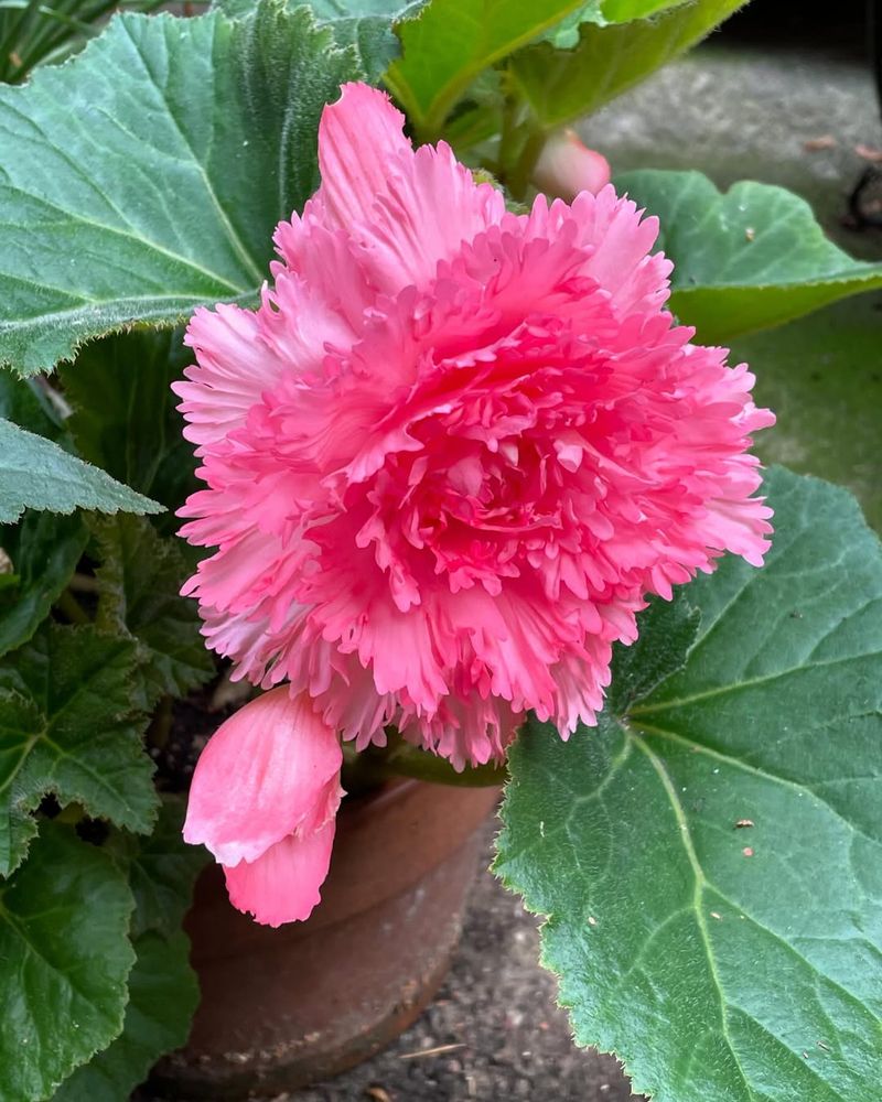 Begonia 'Fimbriata Pink'