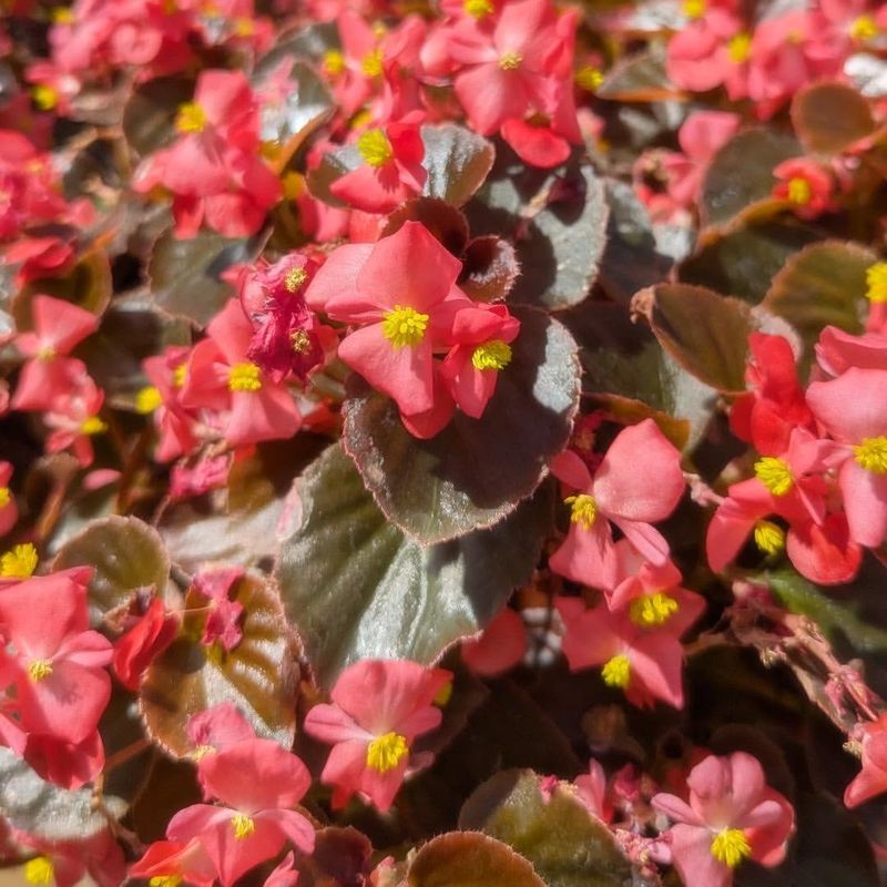 Begonia 'Nightlife Red'