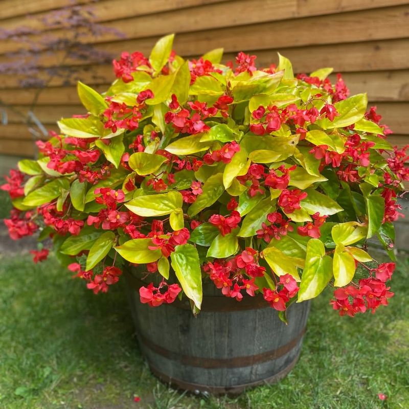 Begonia 'Canary Wings'