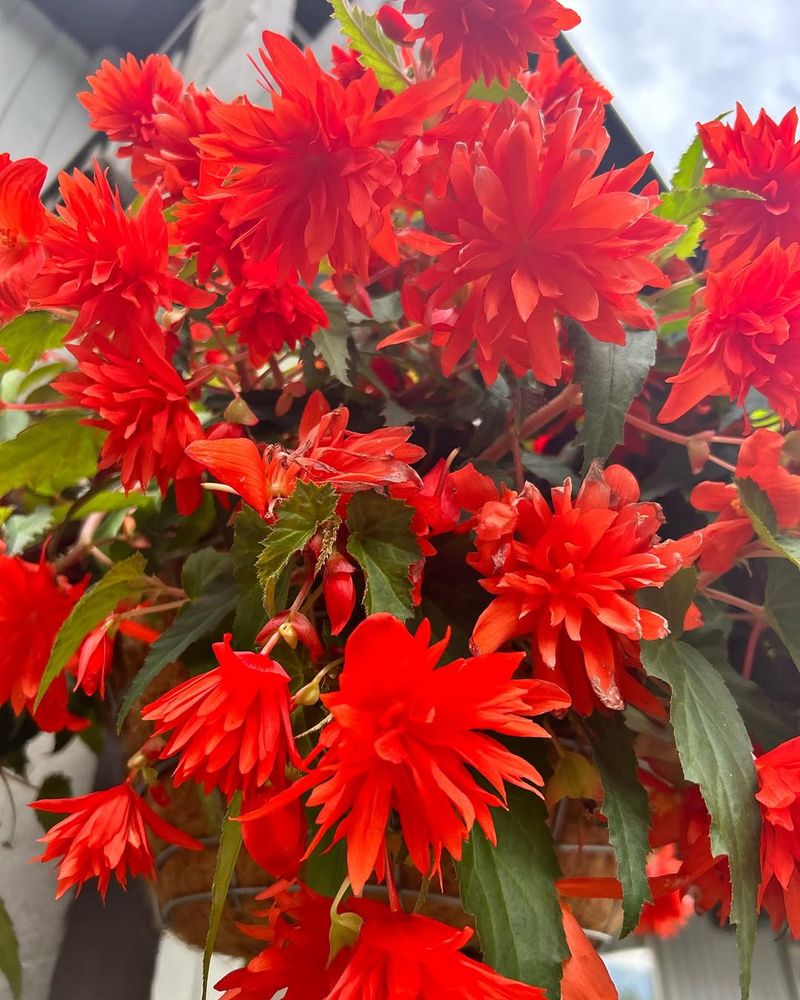 Begonia 'Funky Orange'