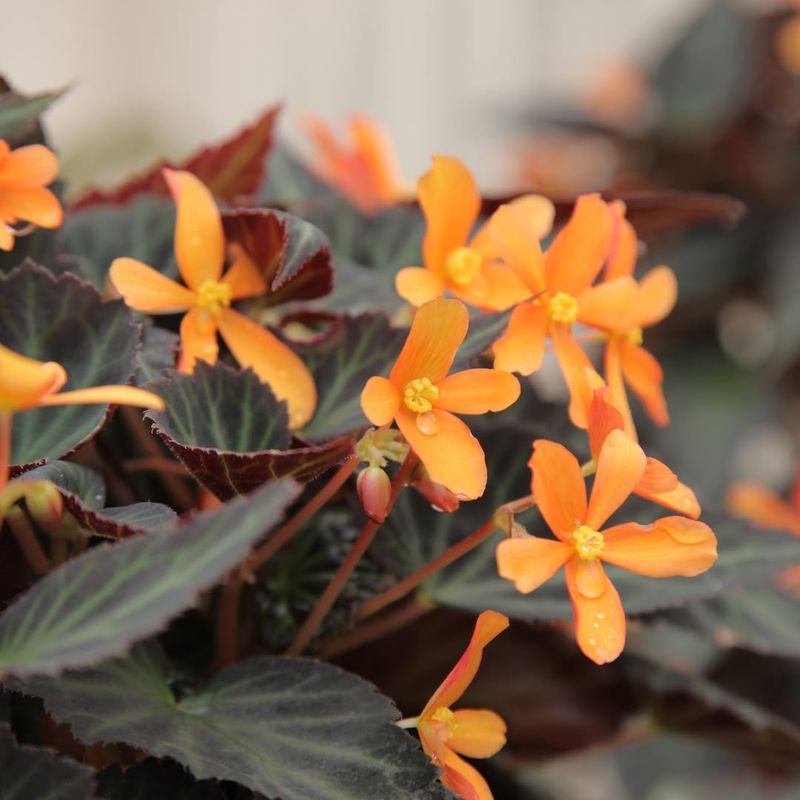 Begonia 'Glowing Embers'