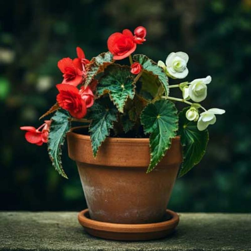 Begonia