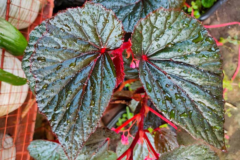 Begonia