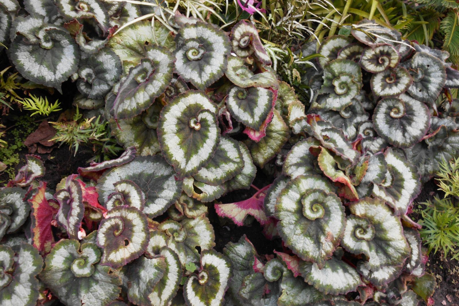 Begonia 'Escargot'