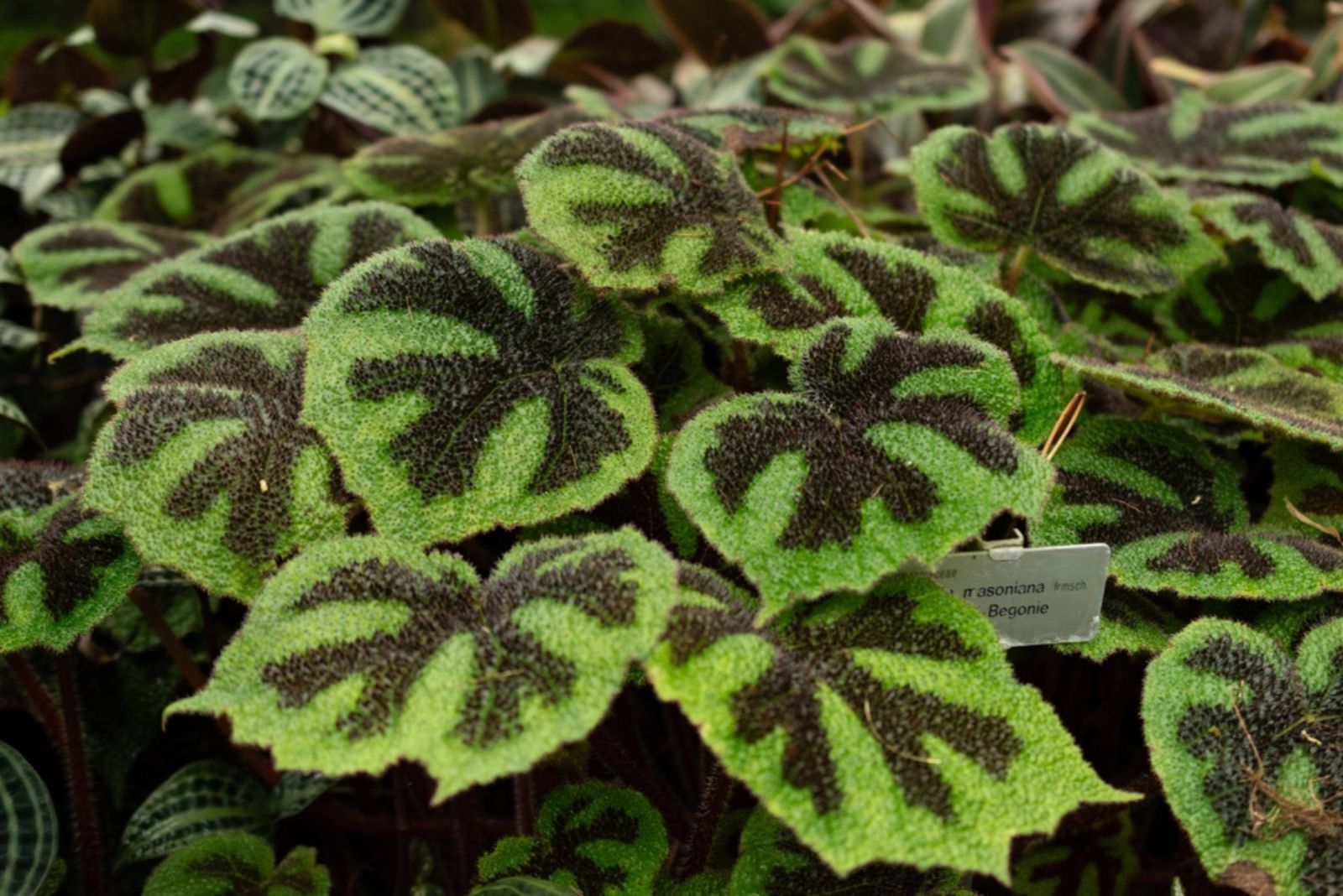 Begonia 'Iron Cross'