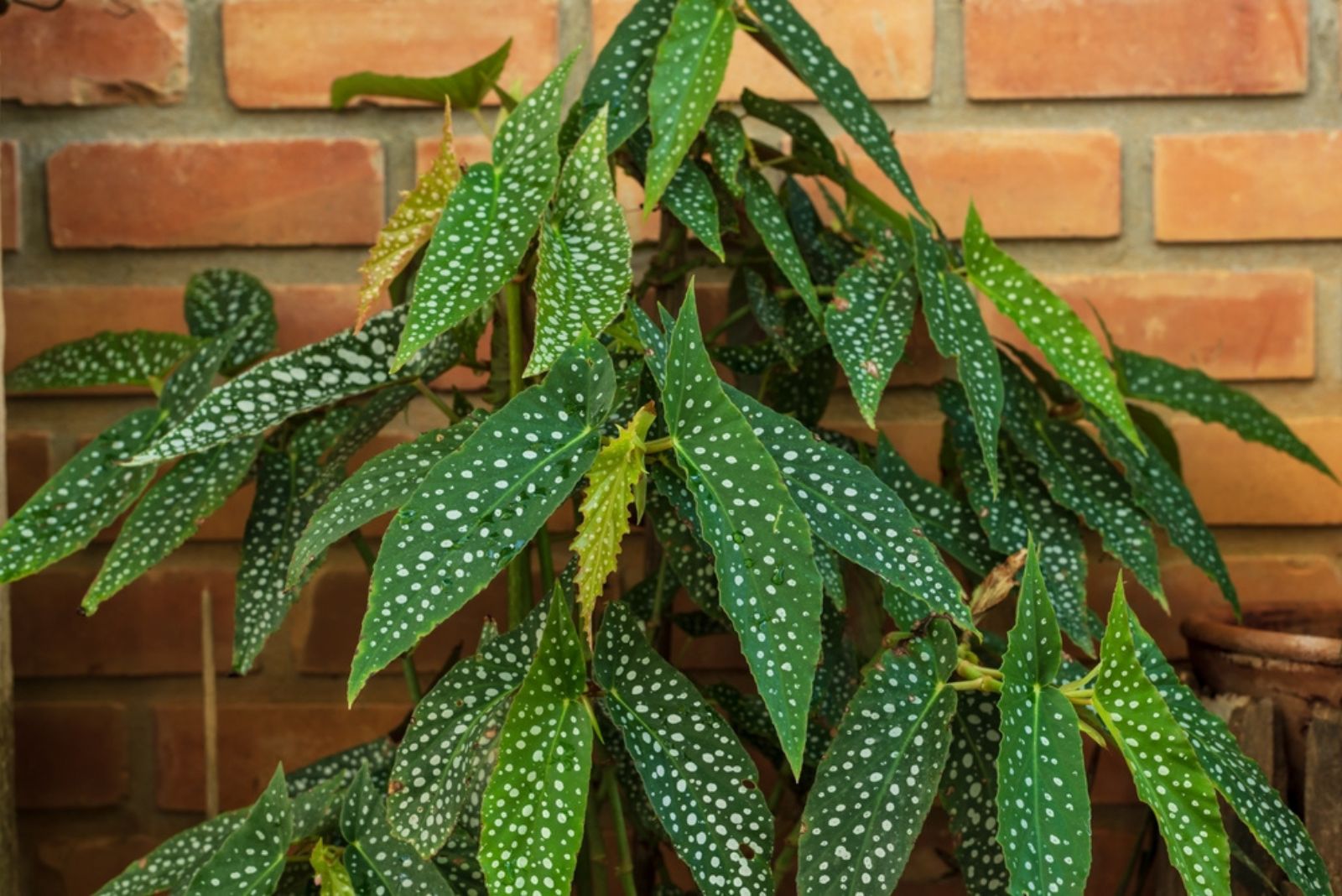 begonia maculata