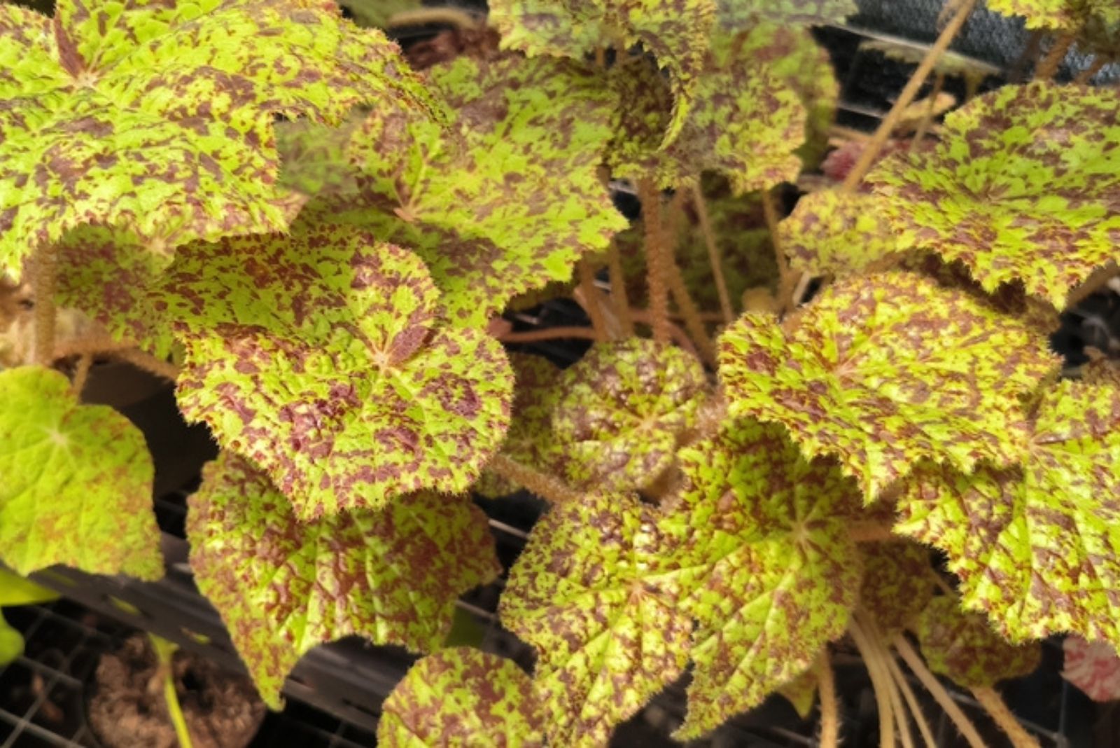 Begonia 'Marmaduke'