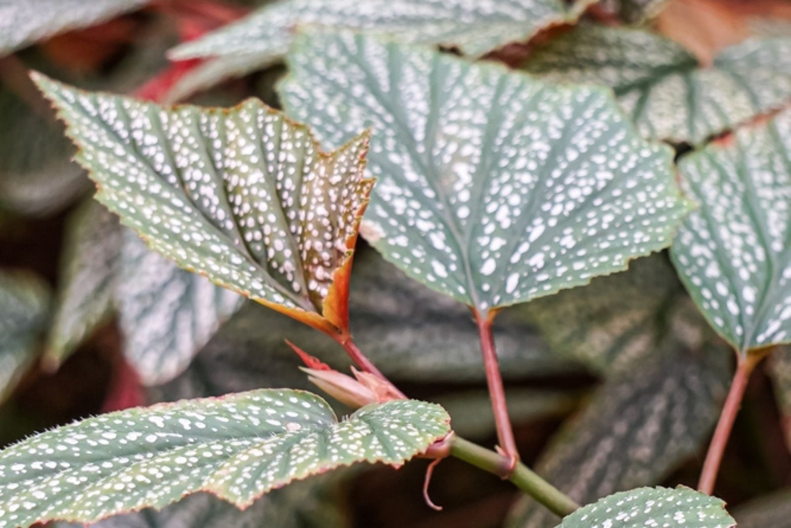 Begonia 'Snow Capped'