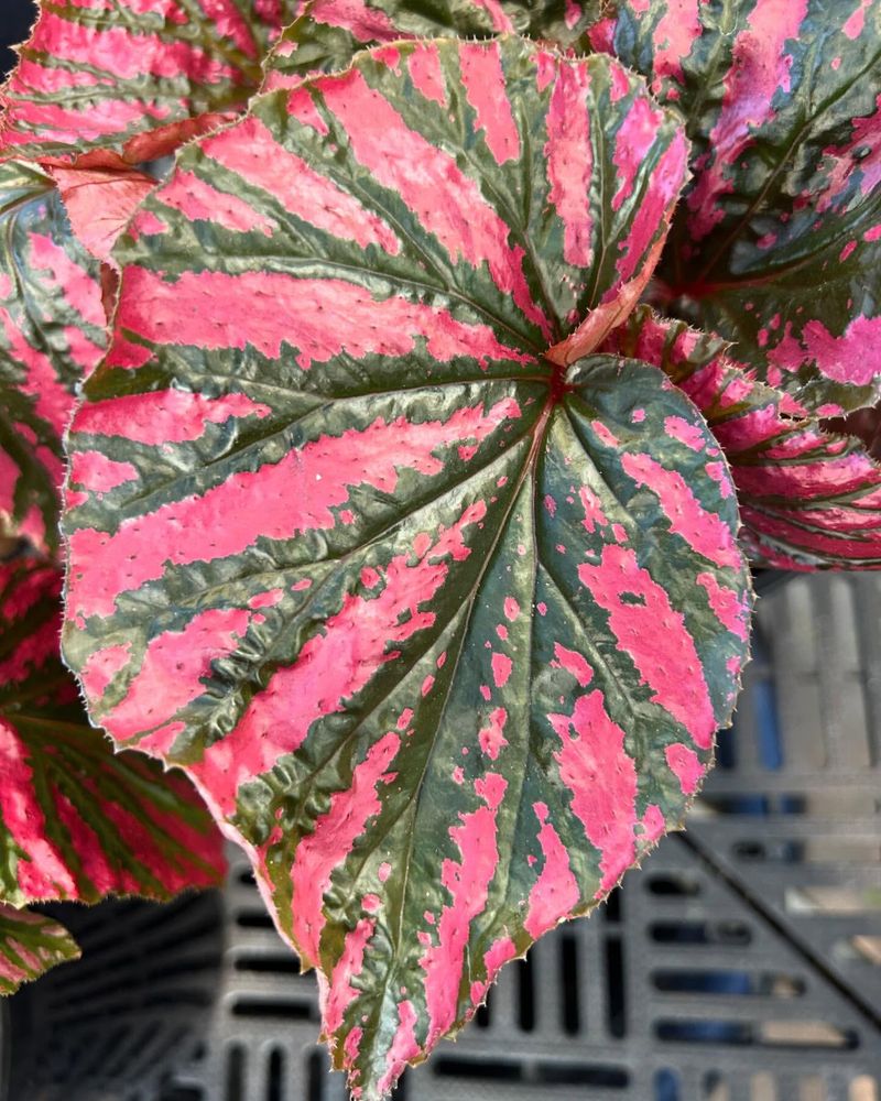 Begonia