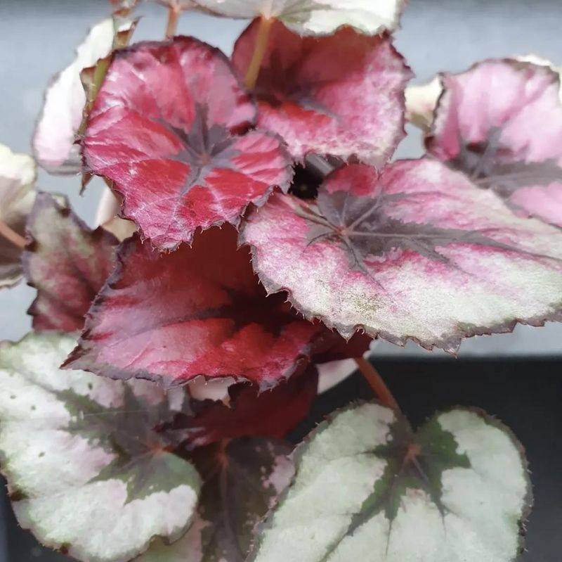 Begonias