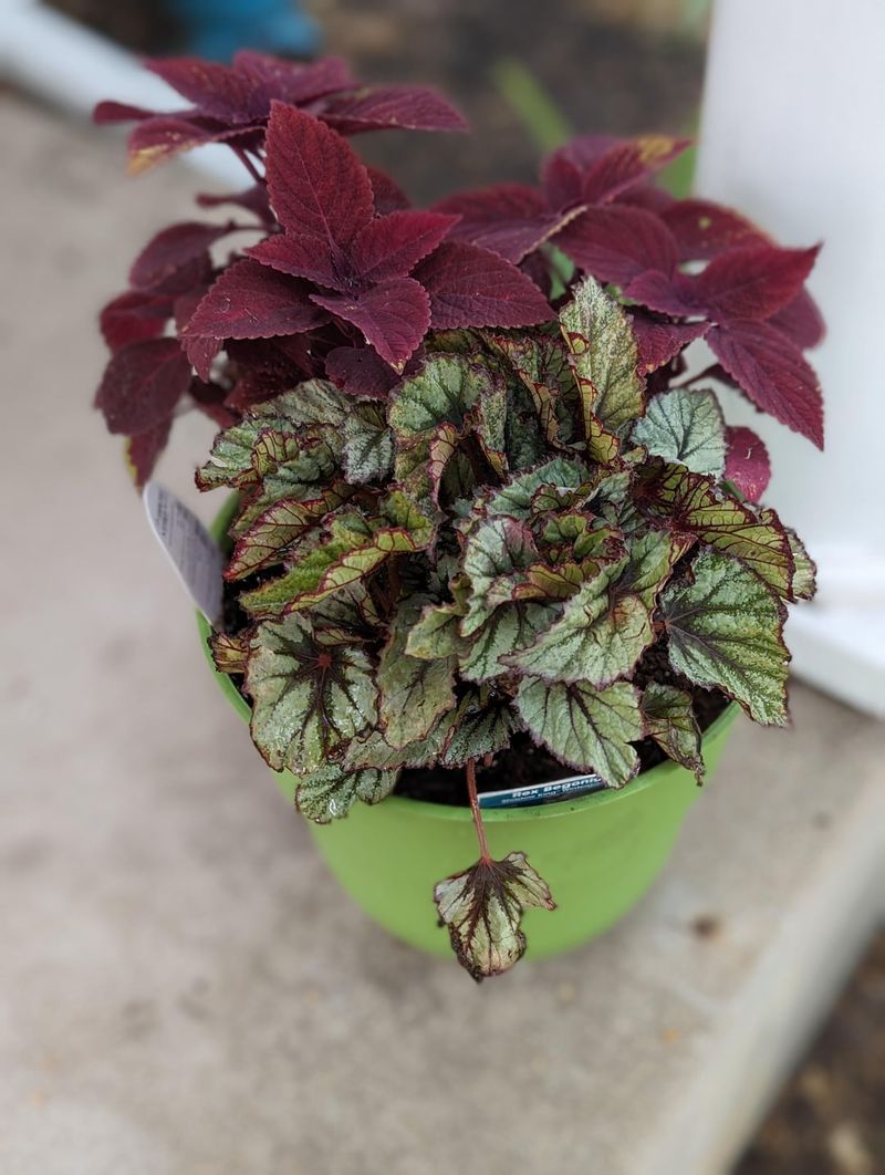 Begonias & Coleus