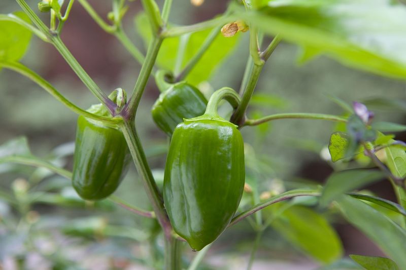 Bell Boy Pepper