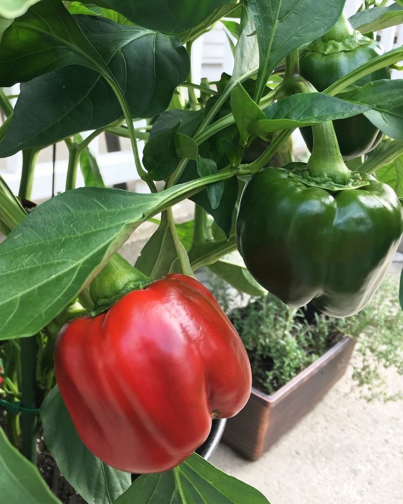 Bell Peppers