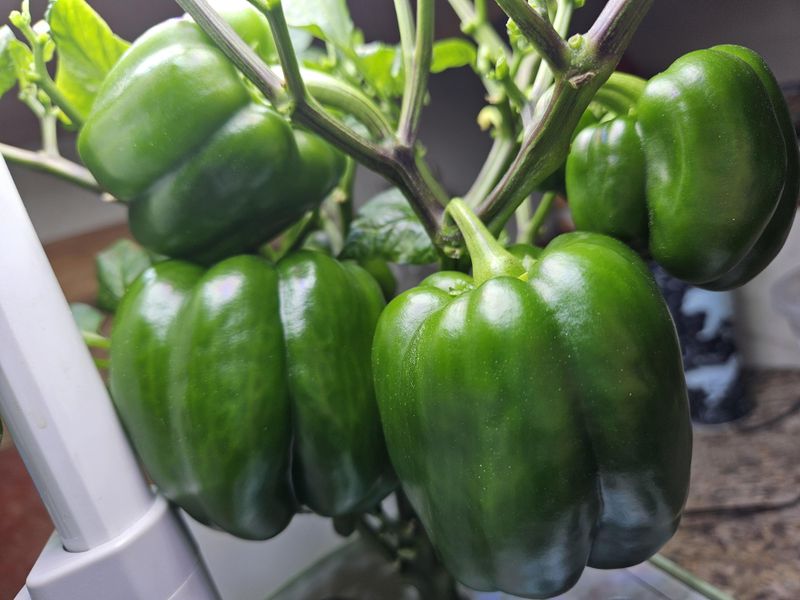 Bell Peppers