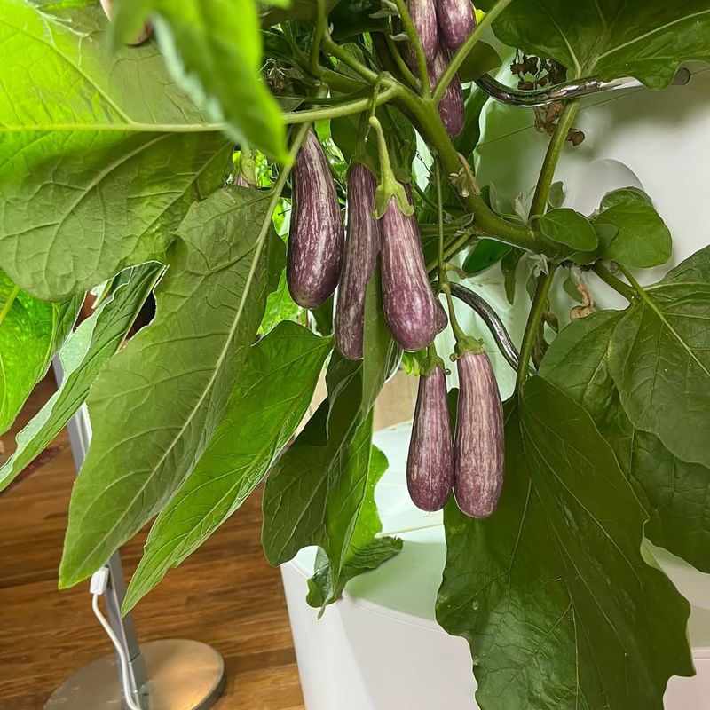 Eggplant