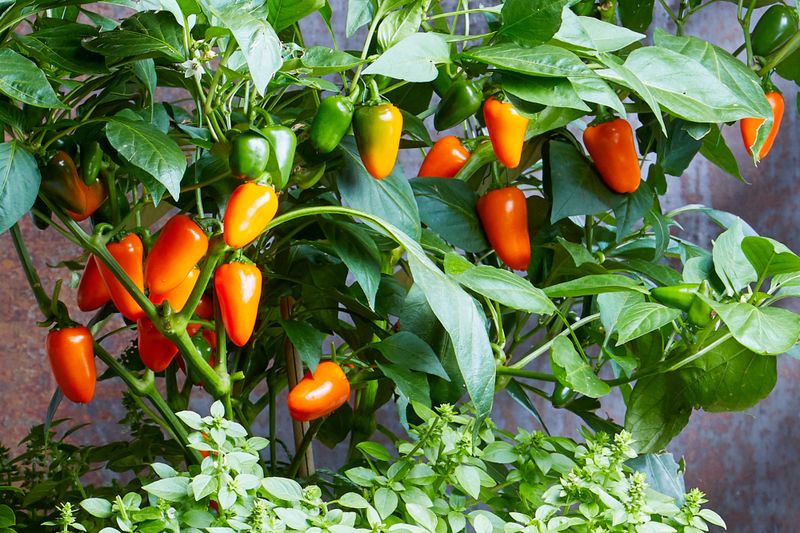 Bell Peppers (Dwarf Varieties)