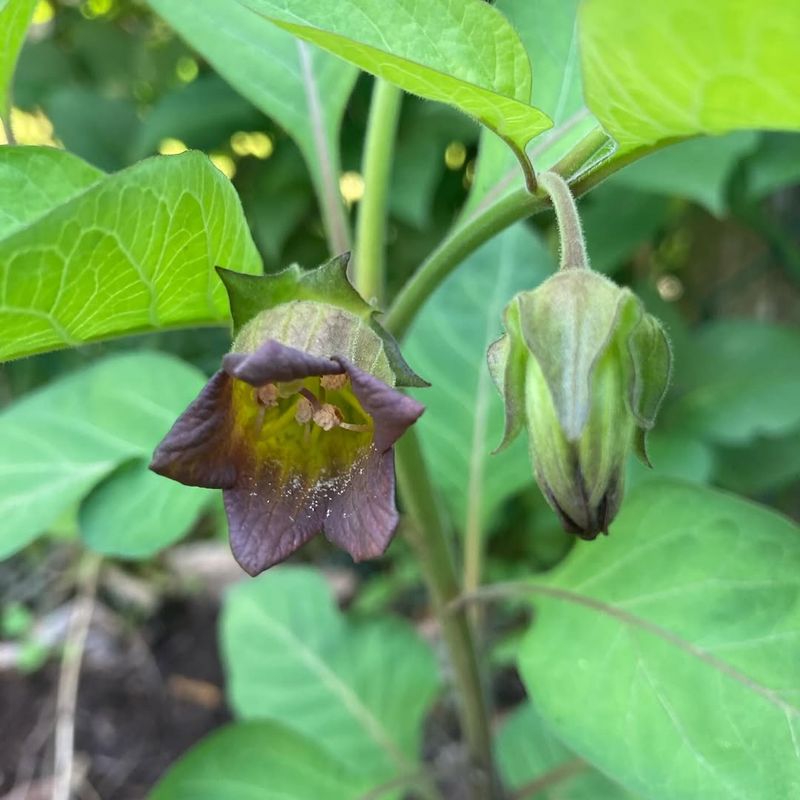 Belladonna (Deadly Nightshade)