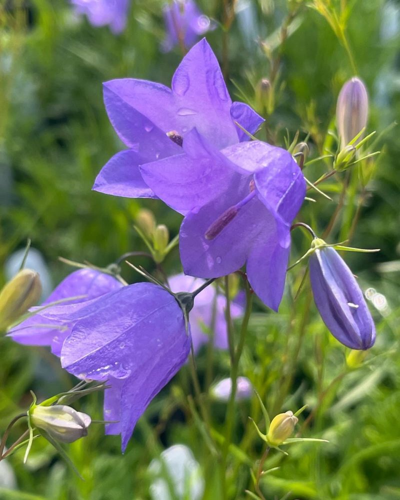 Bellflower (Campanula rotundifolia)