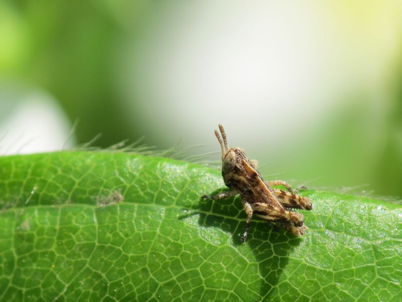 Beneficial Insect Habitat