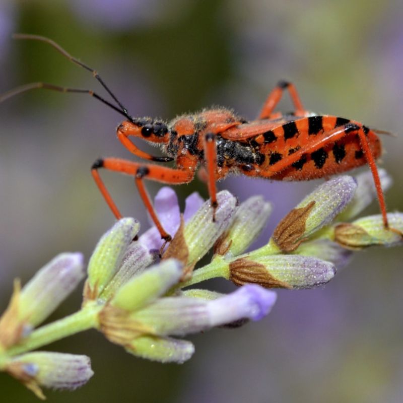 Beneficial Insects