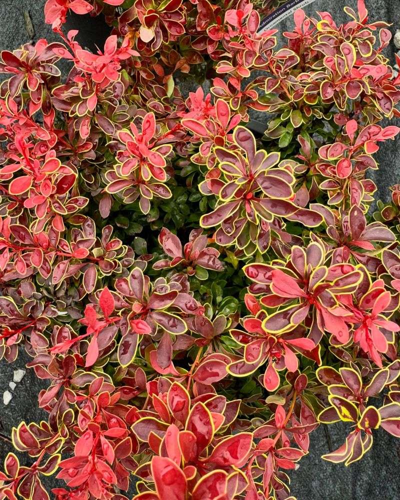 Berberis thunbergii (Barberry)