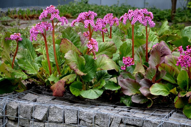 Bergenia