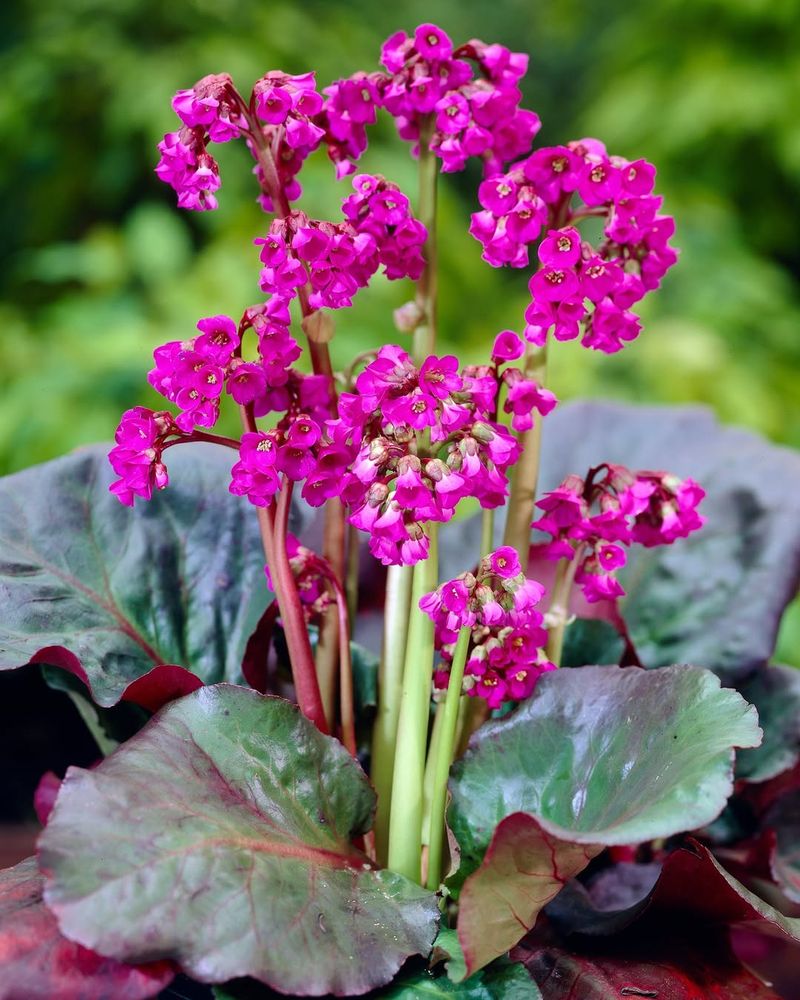 Bergenia