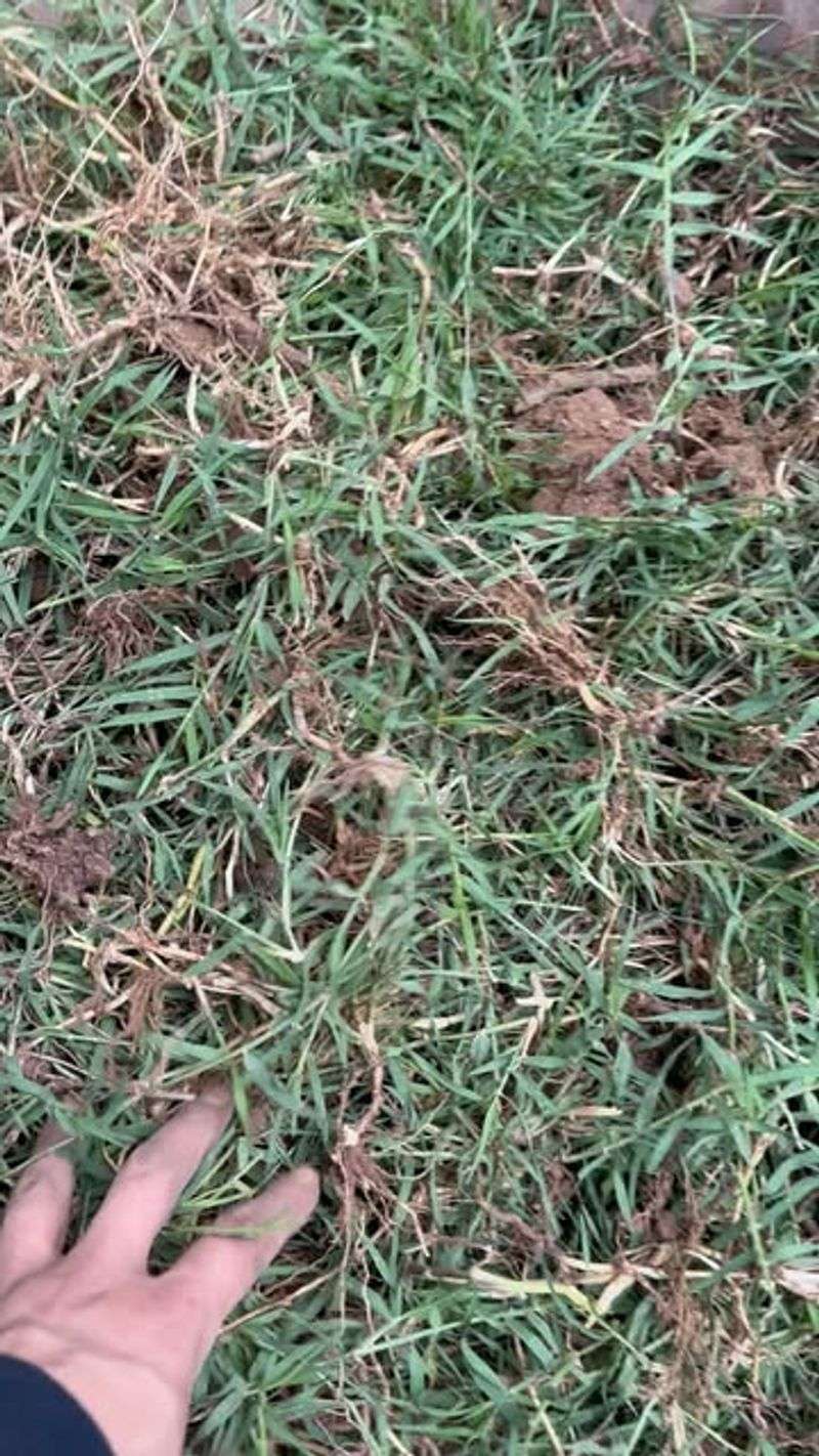 Bermuda Grass