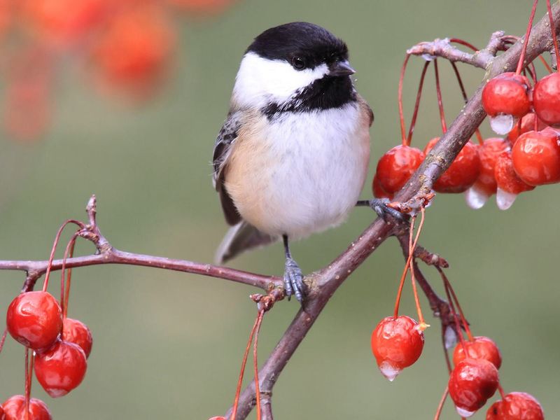 Berries