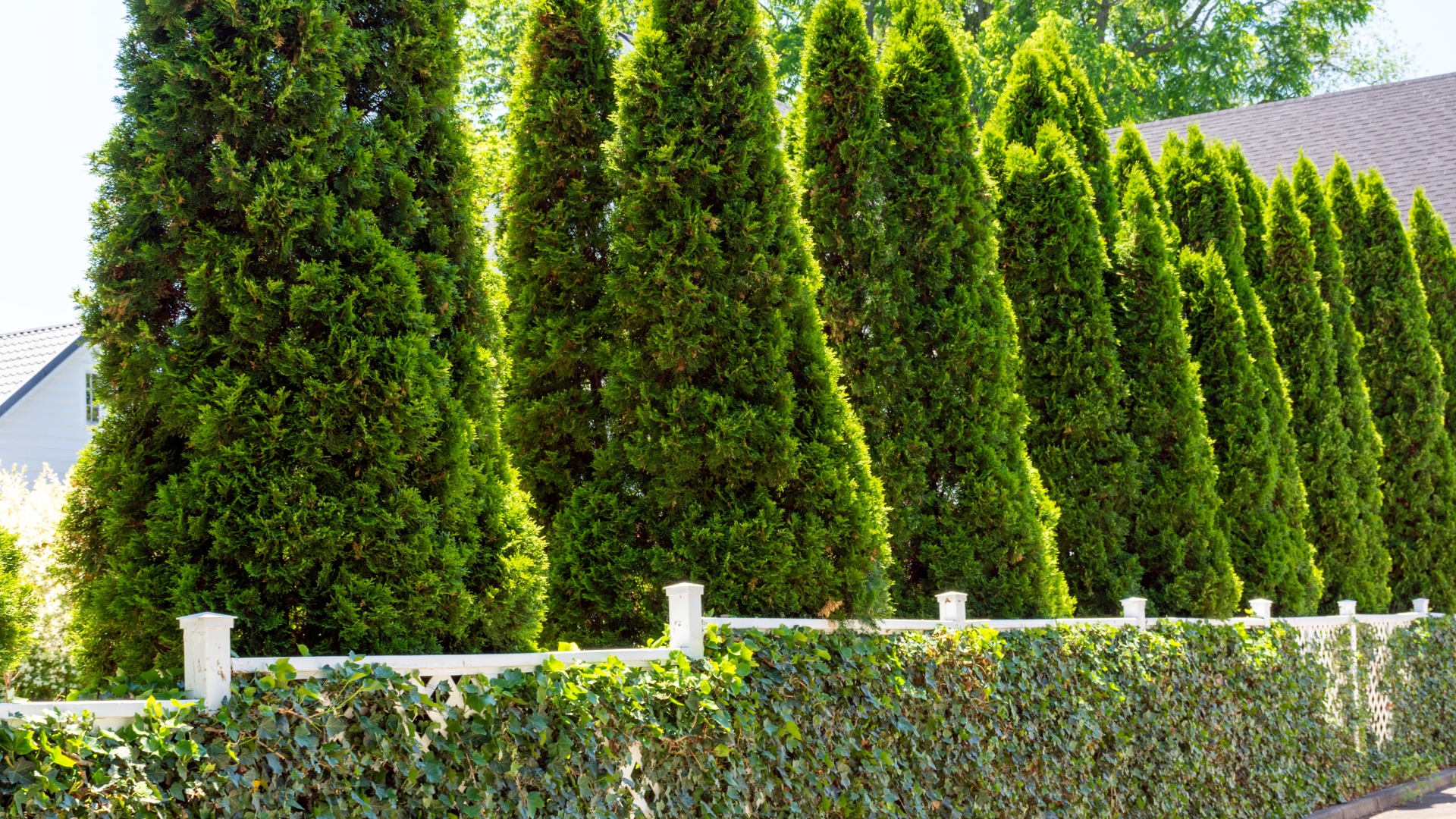 Best Evergreens For Small Front Yards – 20 Expert Recommendations For Year-Round Greenery