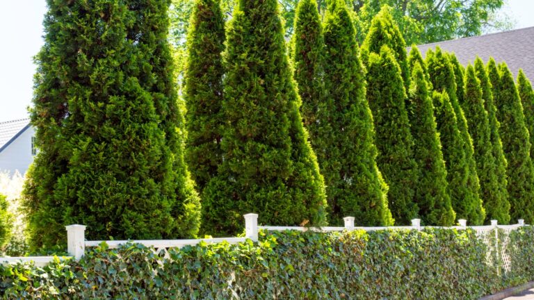 Emerald cedar evergreen trees, also known as Thuja occidentals Smaragd, provide year round privacy along a driveway.