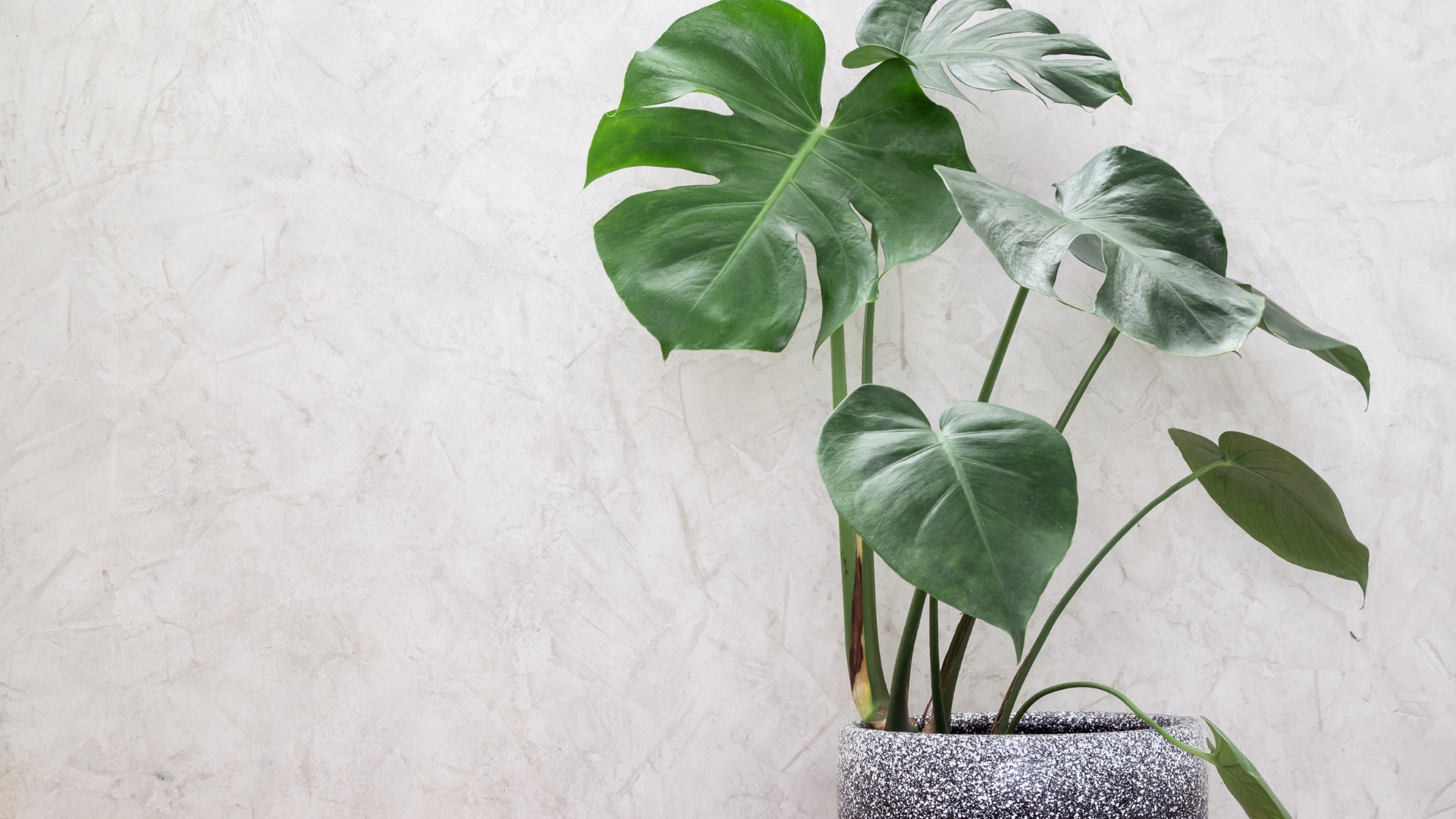 Best Tall Houseplants — 20 Lofty Options For Indoor Spaces