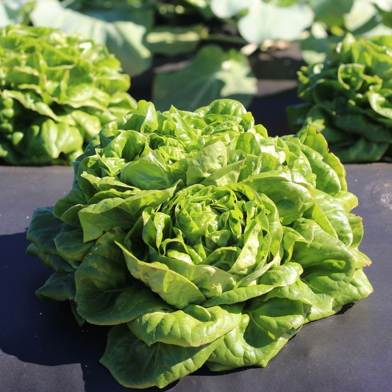 Bibb Lettuce