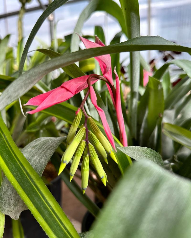 Billbergia Nutans