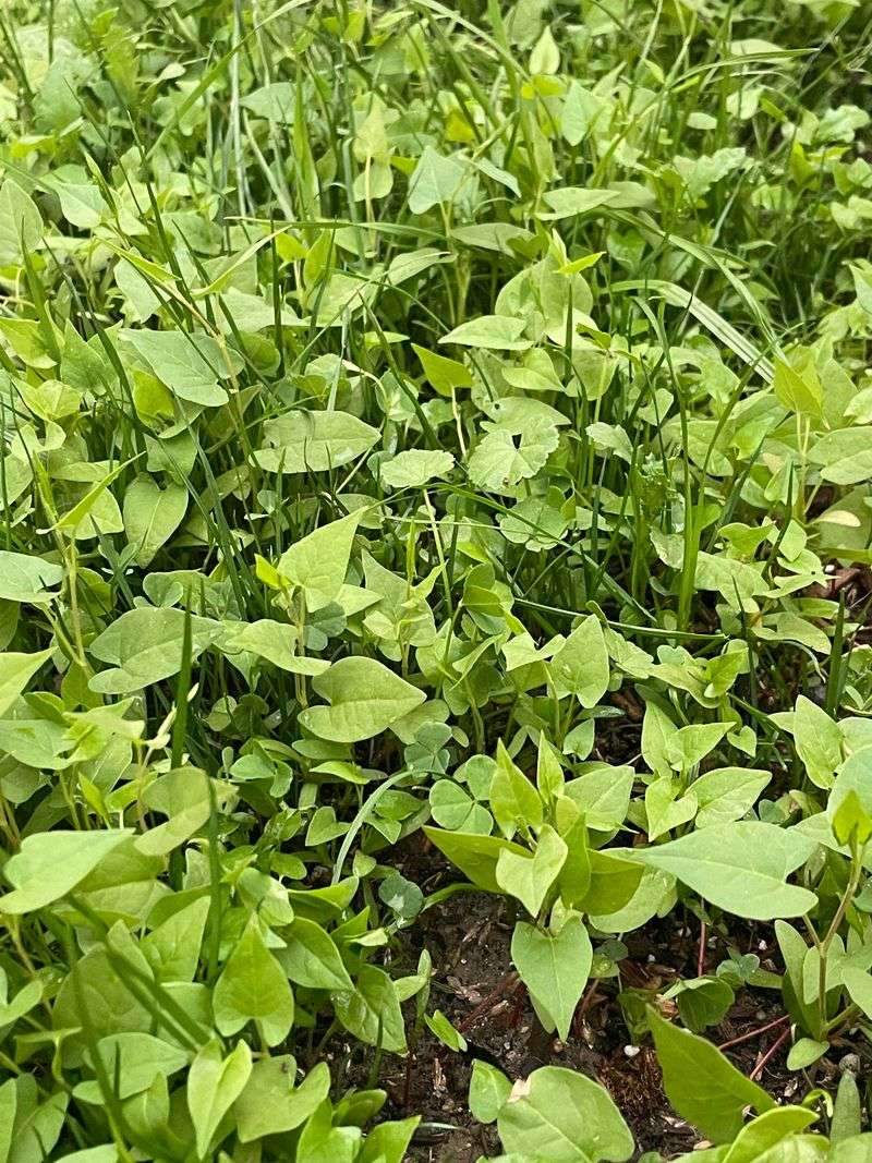 Bindweed Buster