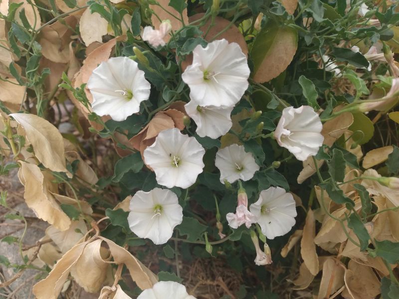 Bindweed