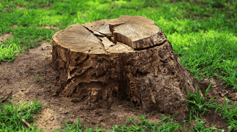 Biodegradable Stump Remover