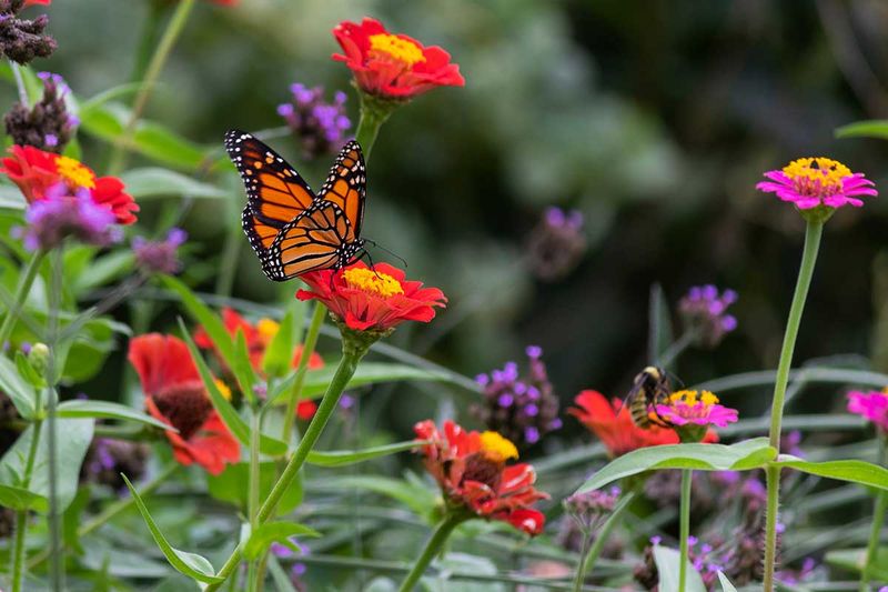 Biodiversity Boost