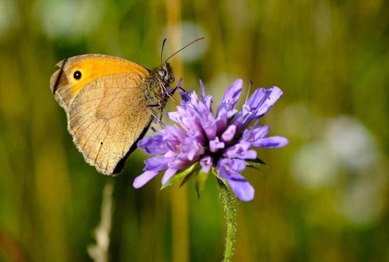 Biodiversity