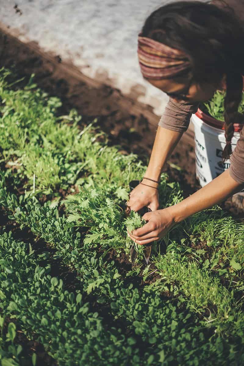 Biodynamic Gardening